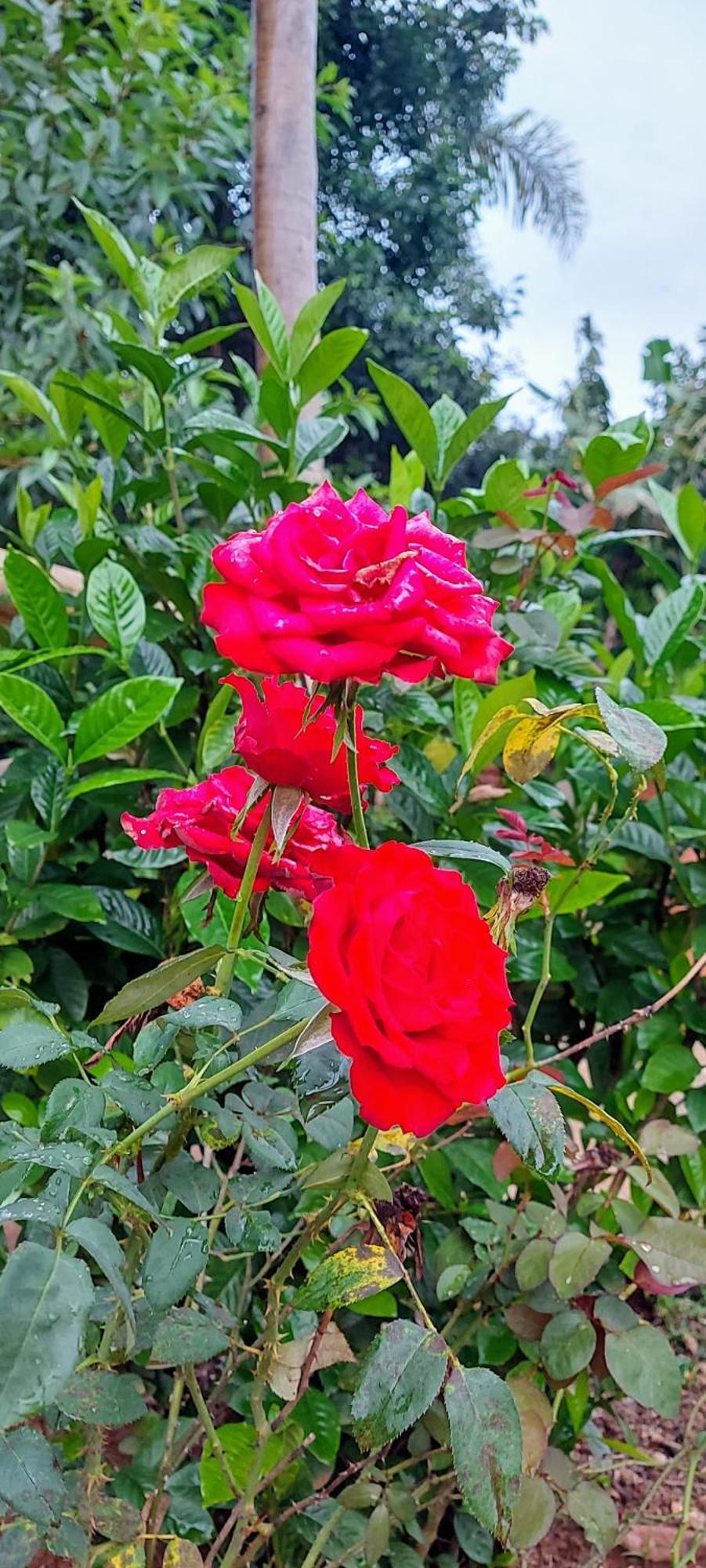 ホテル Rancho Acacia Sao Roque エクステリア 写真